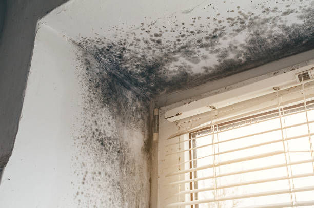 Mold Removal service in Point Lookout